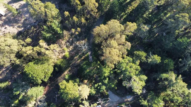 a view of flowers in between the garden