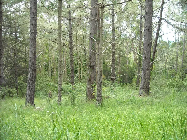 a view of a lush green forest