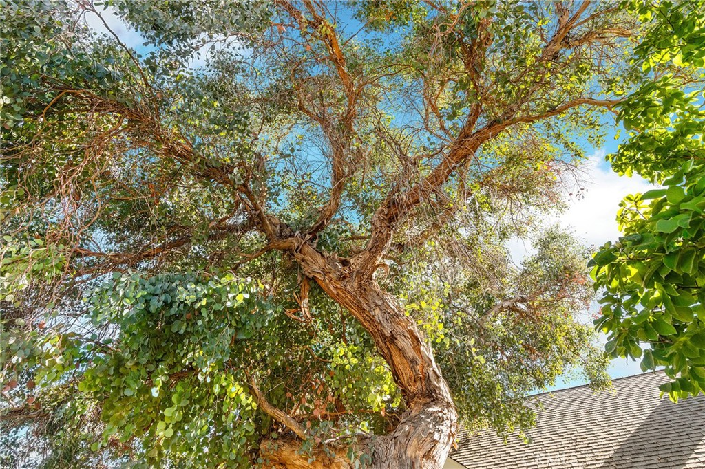 1572 Arch Way Chico, CA 95973 - Photo 36 of 43 a view of tree