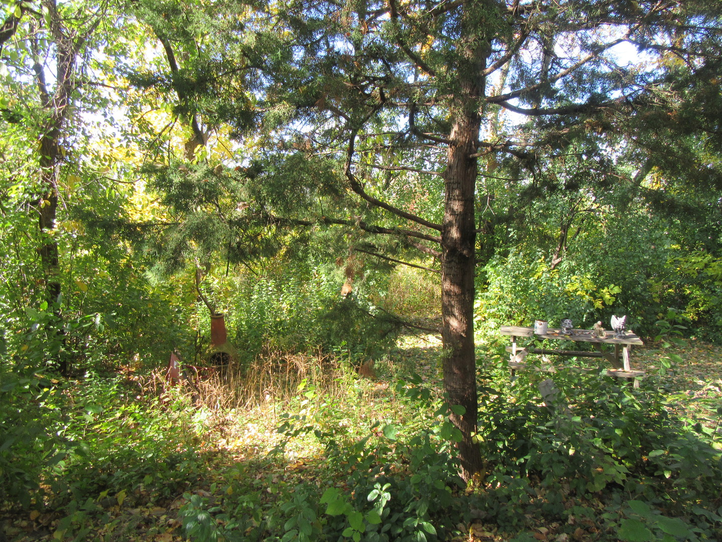 740 Jr Terrace Elmhurst, IL 60126 - Photo 22 of 23 a view of tree