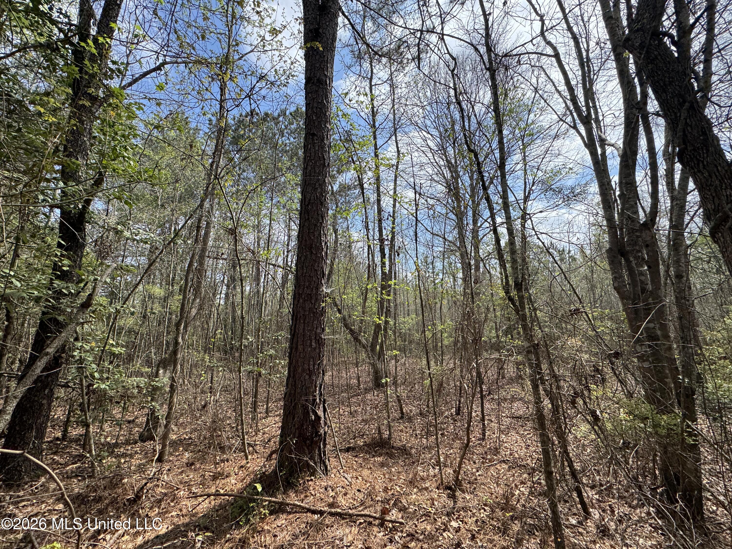 Stephens Road Newton, MS 39345 - Photo 11 of 21 IMG_9390