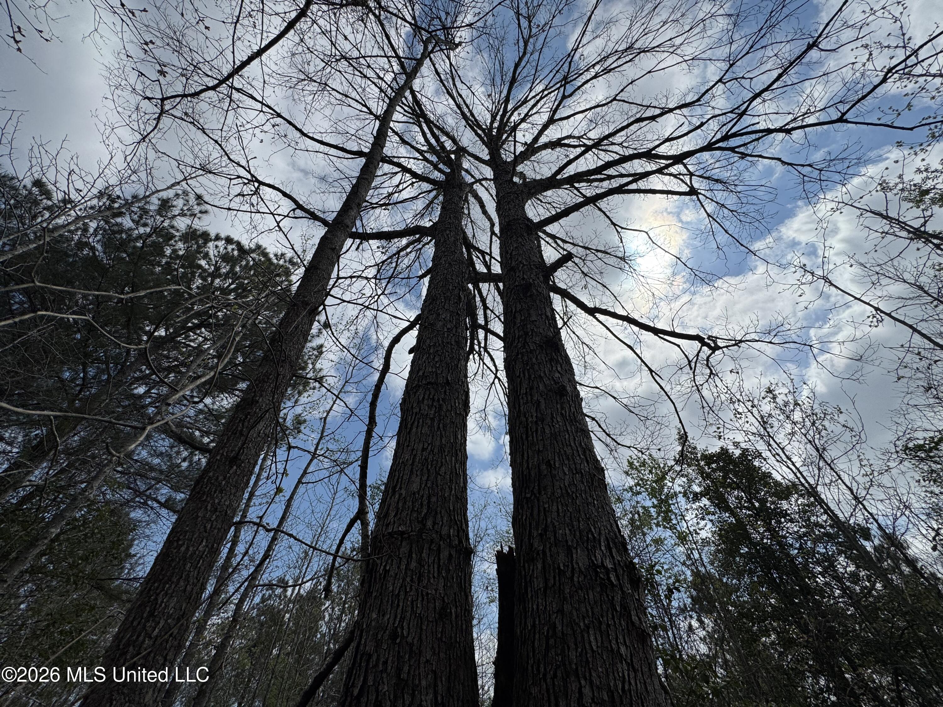 Stephens Road Newton, MS 39345 - Photo 12 of 21 IMG_9393