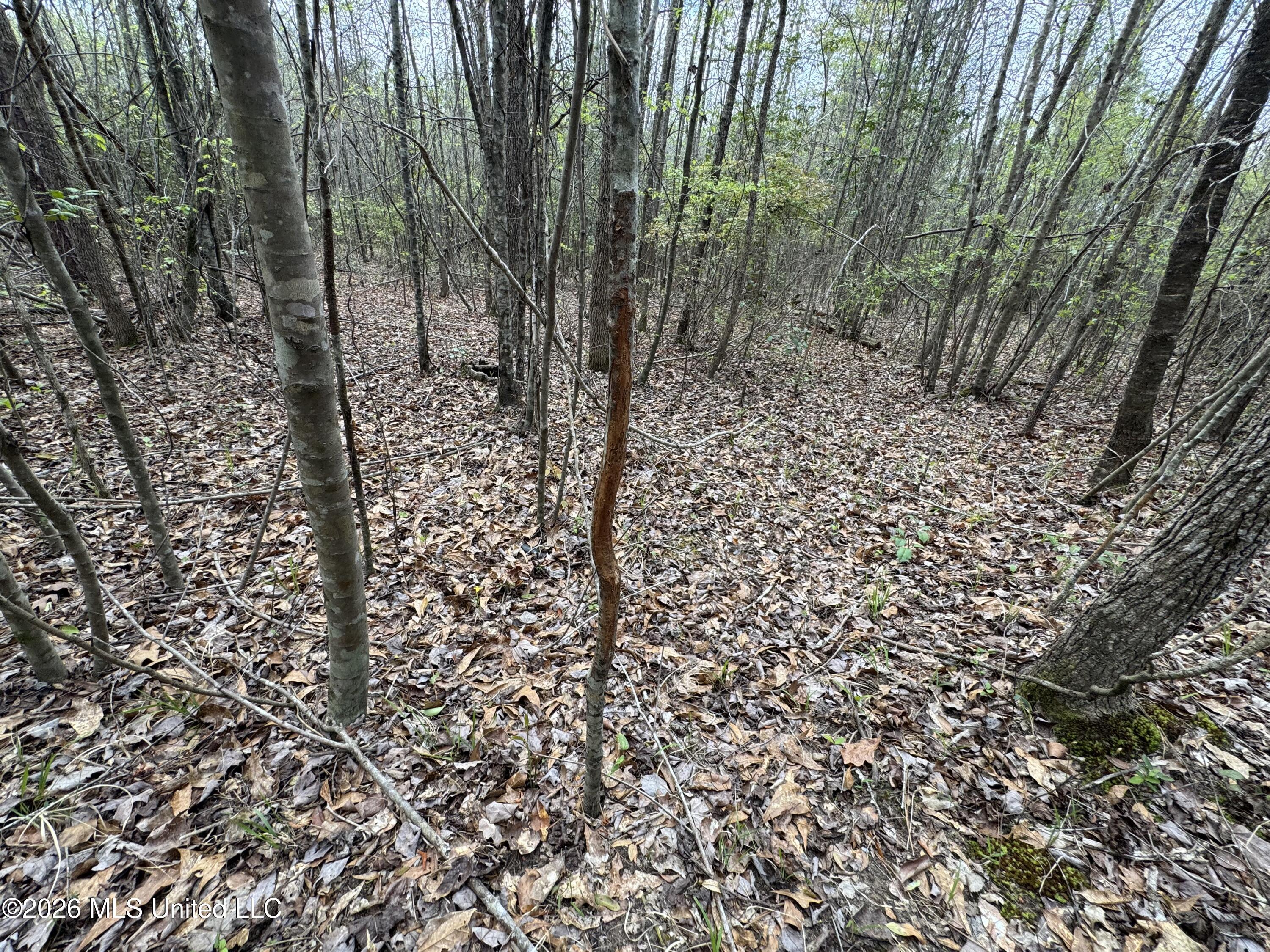 Stephens Road Newton, MS 39345 - Photo 13 of 21 IMG_9394