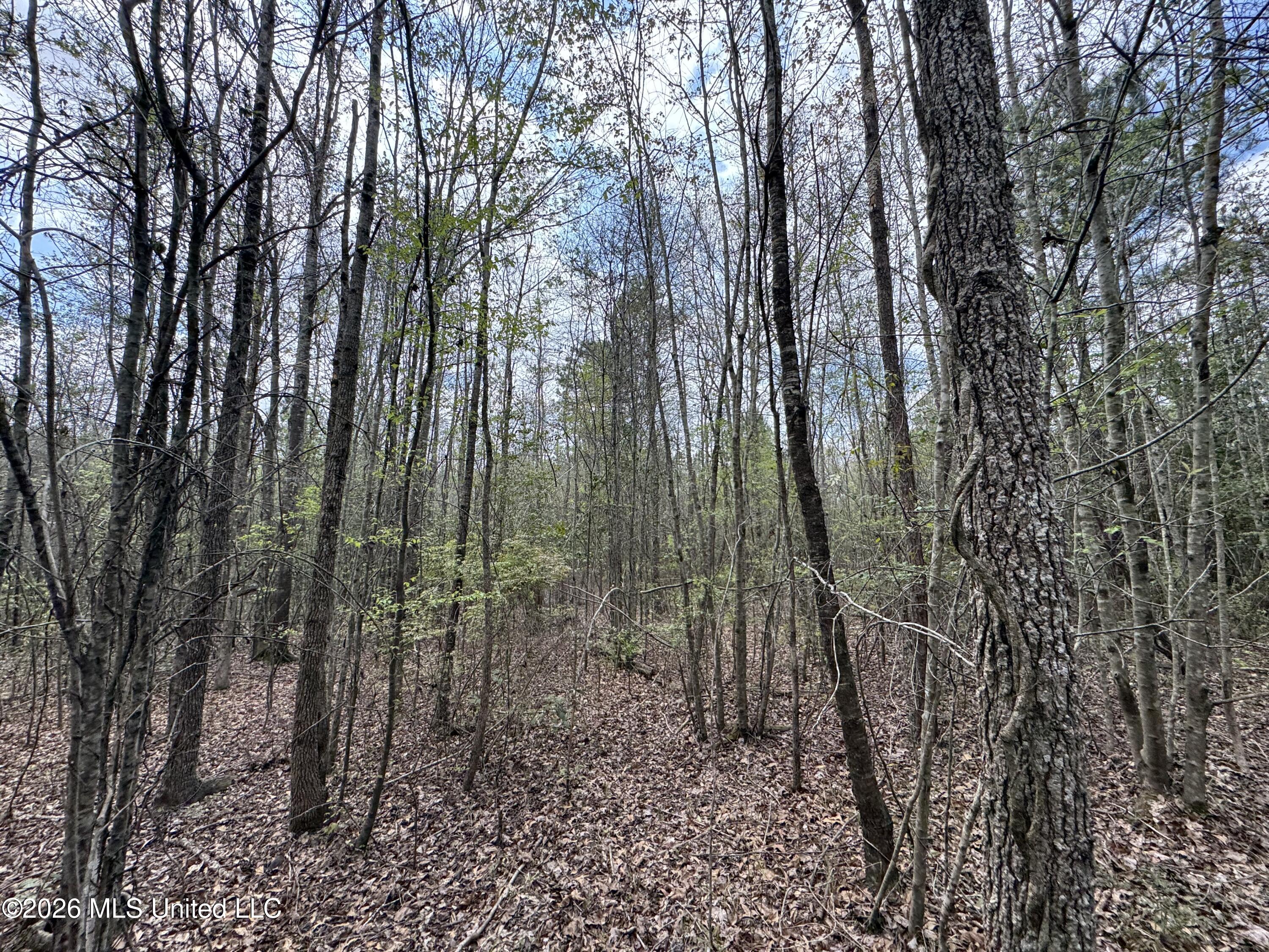 Stephens Road Newton, MS 39345 - Photo 14 of 21 IMG_9395