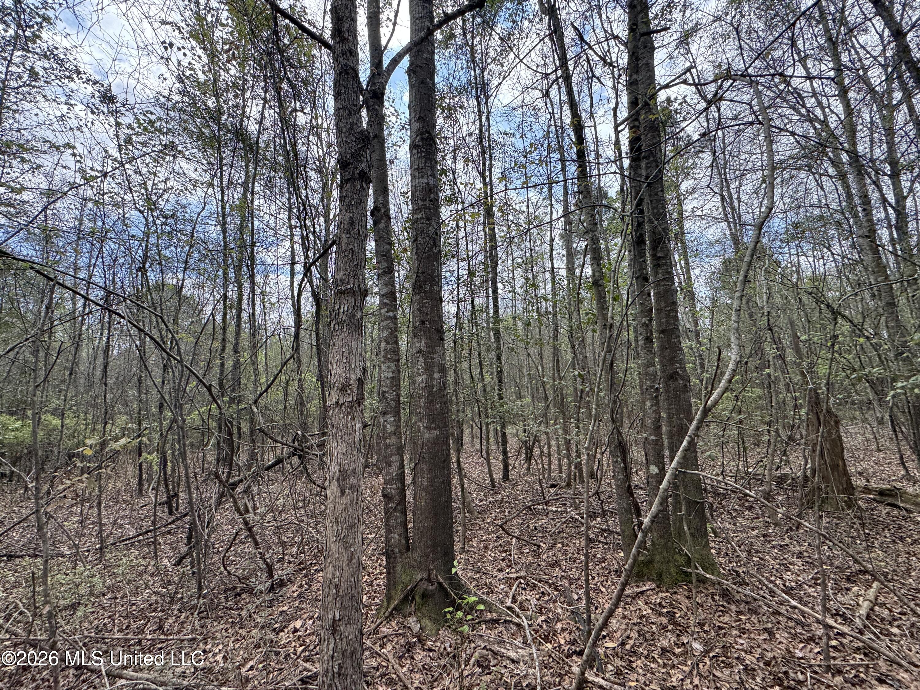 Stephens Road Newton, MS 39345 - Photo 15 of 21 IMG_9396