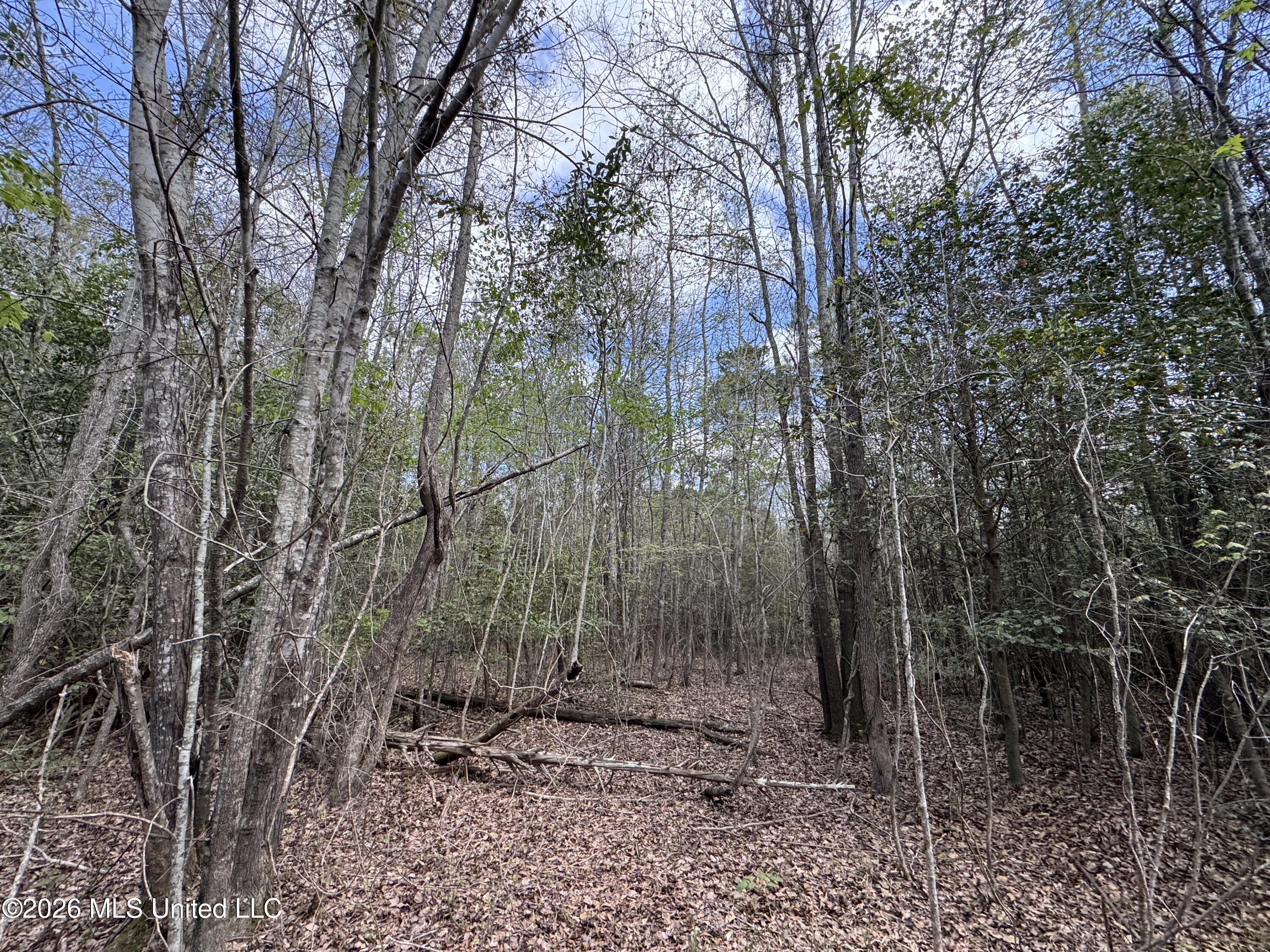 Stephens Road Newton, MS 39345 - Photo 16 of 21 IMG_9398