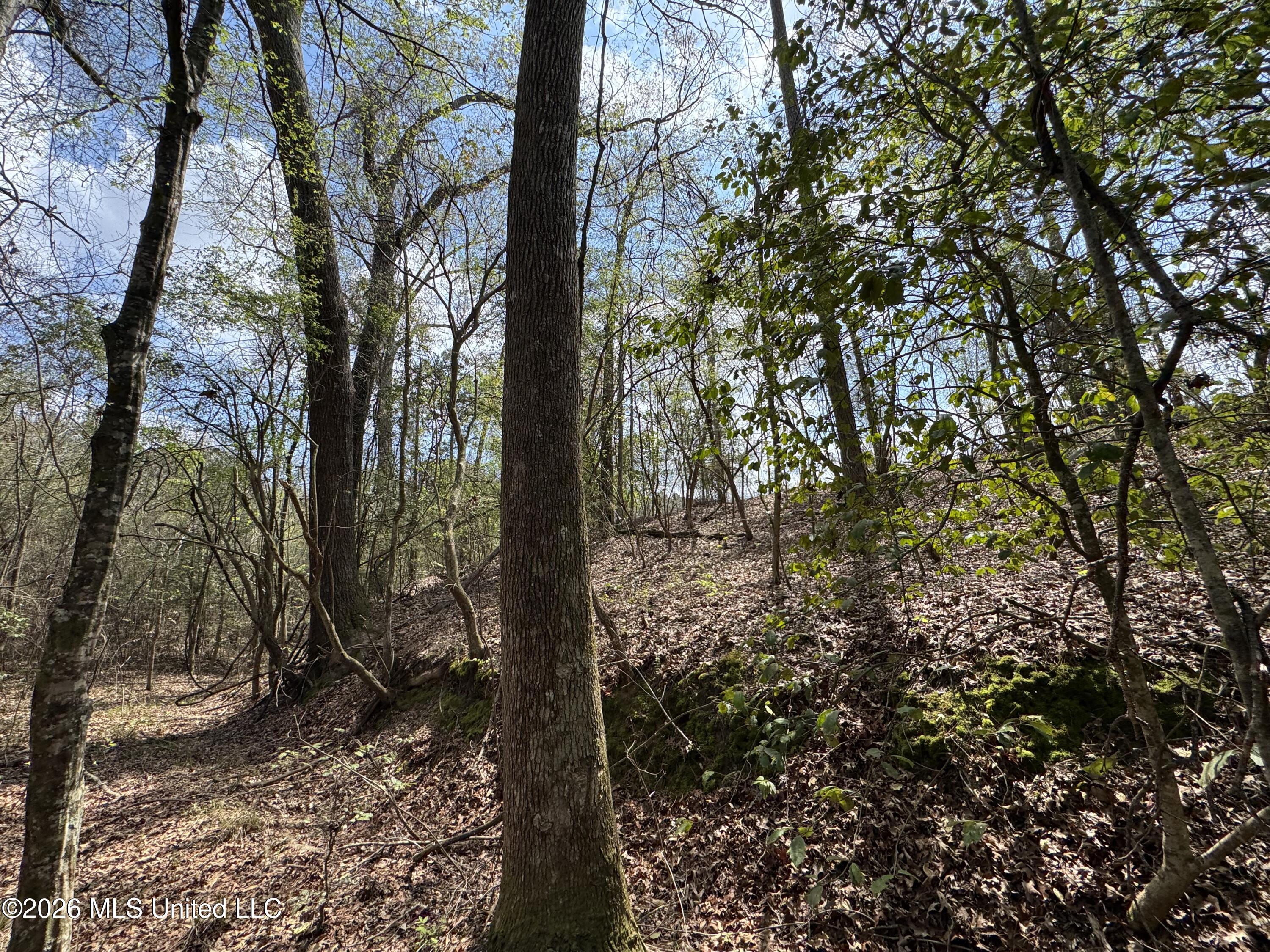 Stephens Road Newton, MS 39345 - Photo 19 of 21 IMG_9405