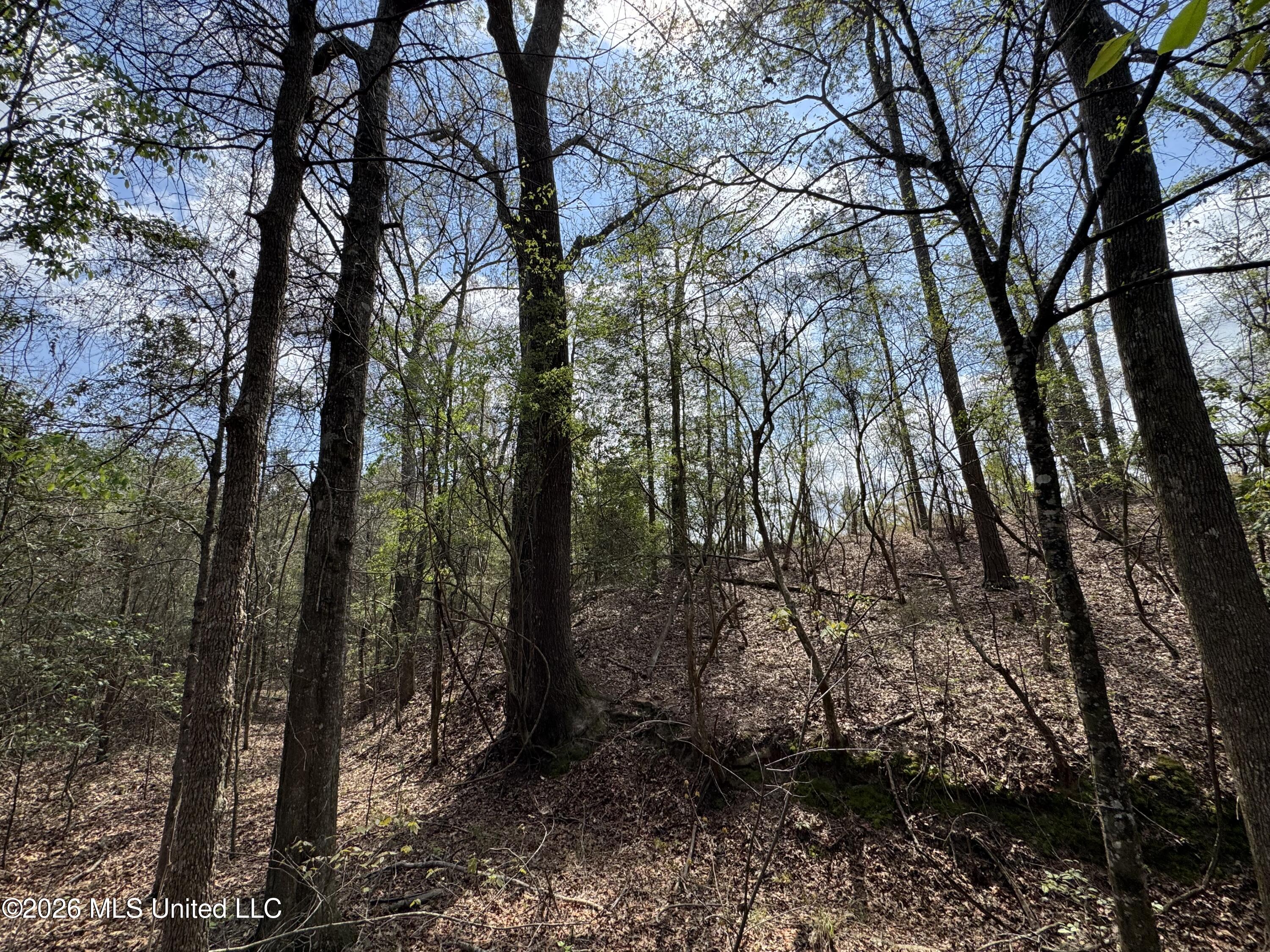 Stephens Road Newton, MS 39345 - Photo 20 of 21 IMG_9403