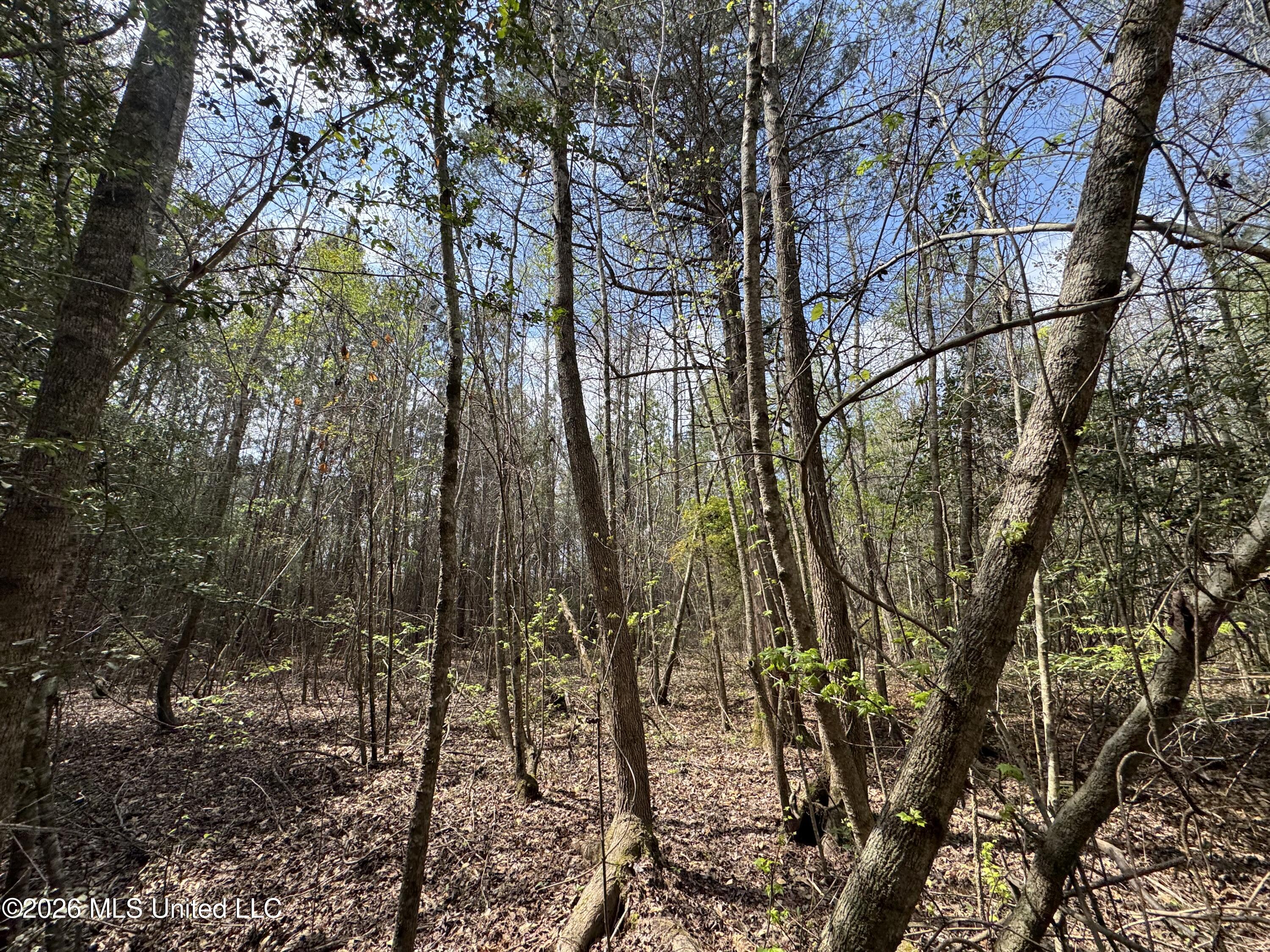 Stephens Road Newton, MS 39345 - Photo 21 of 21 IMG_9401