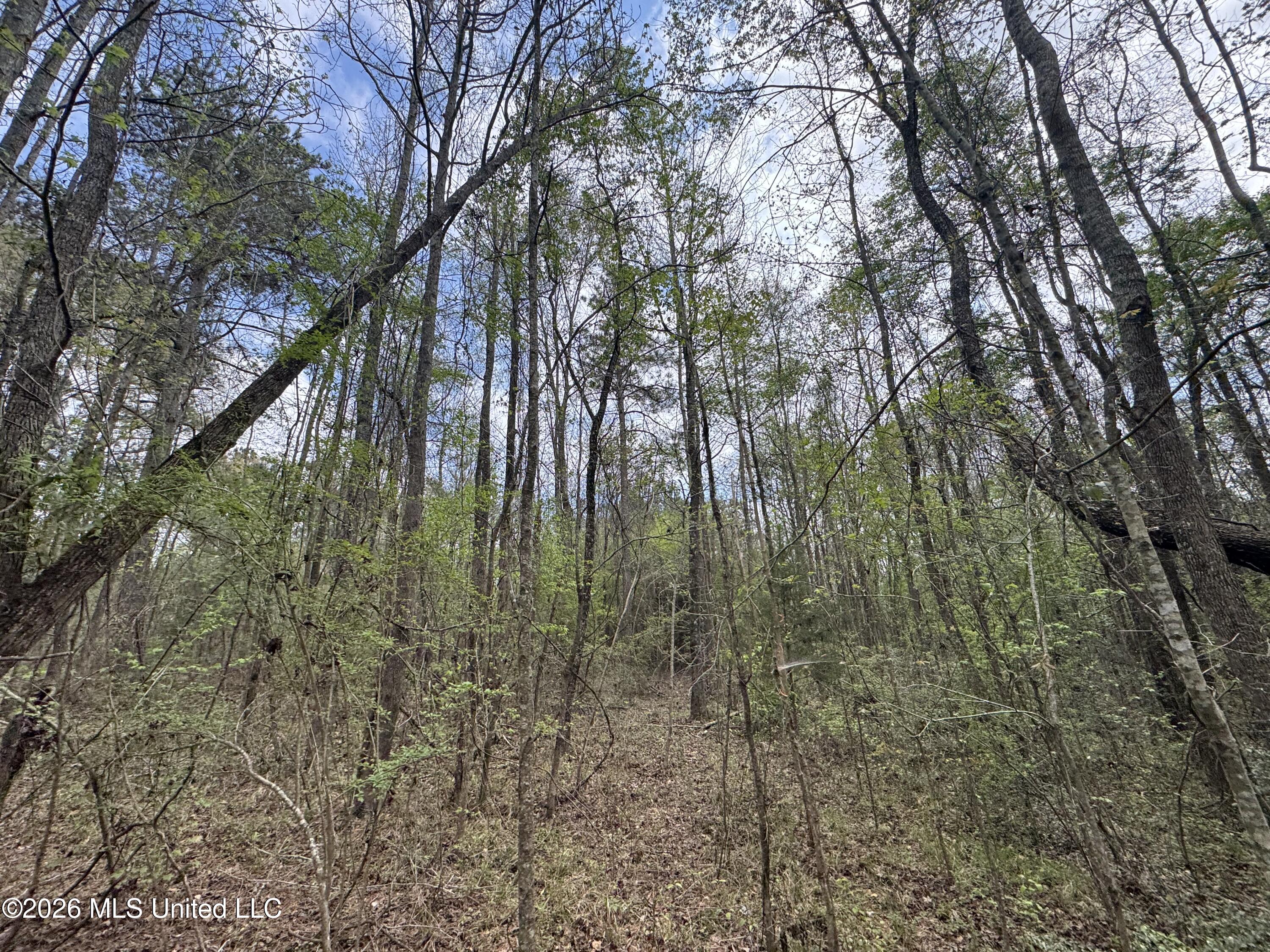 Stephens Road Newton, MS 39345 - Photo 4 of 21 IMG_9368