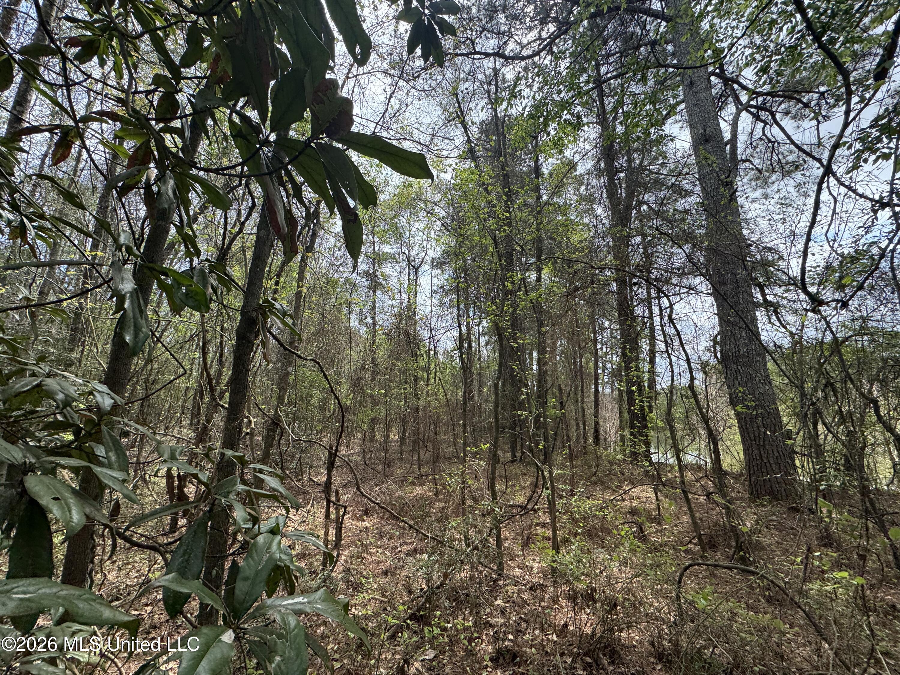 Stephens Road Newton, MS 39345 - Photo 5 of 21 IMG_9370