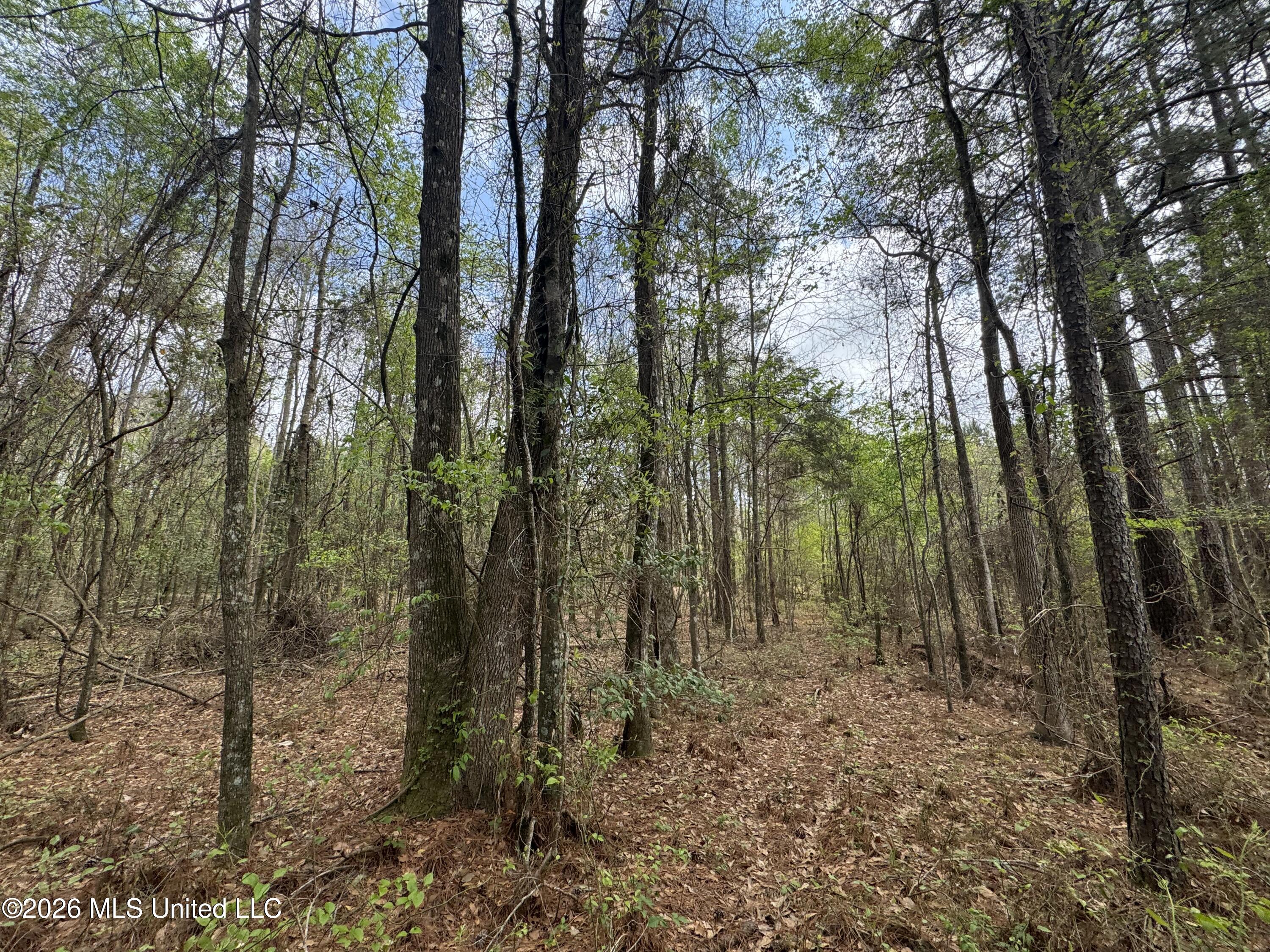 Stephens Road Newton, MS 39345 - Photo 6 of 21 IMG_9372