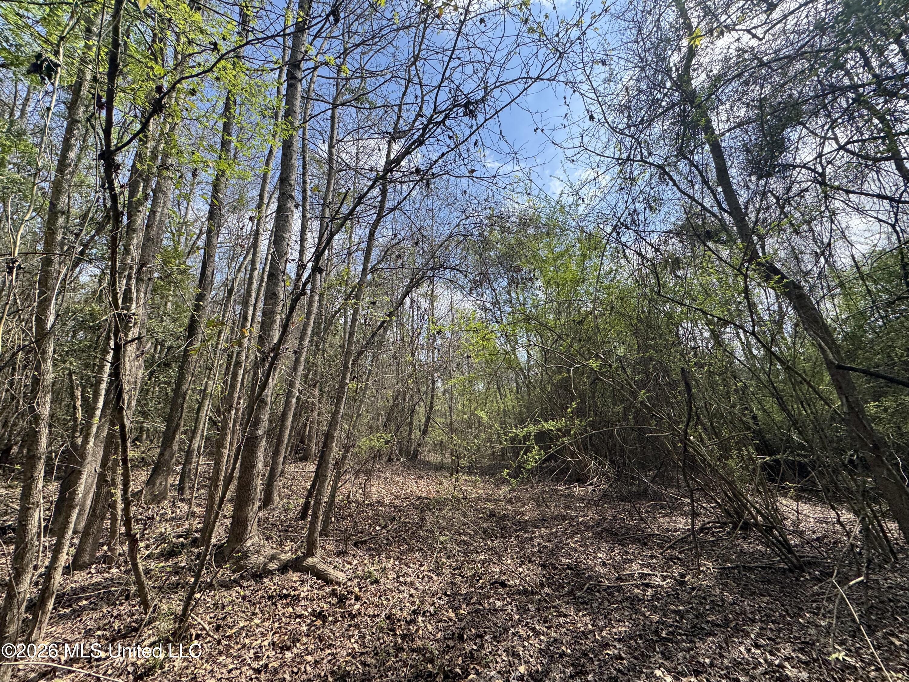 Stephens Road Newton, MS 39345 - Photo 10 of 21 IMG_9381