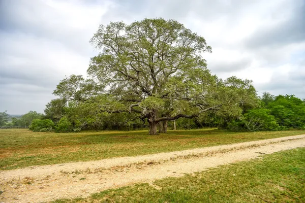 $695,000 | 323 Cr 446 Gonzales Tx 78629, Waelder, TX 78959