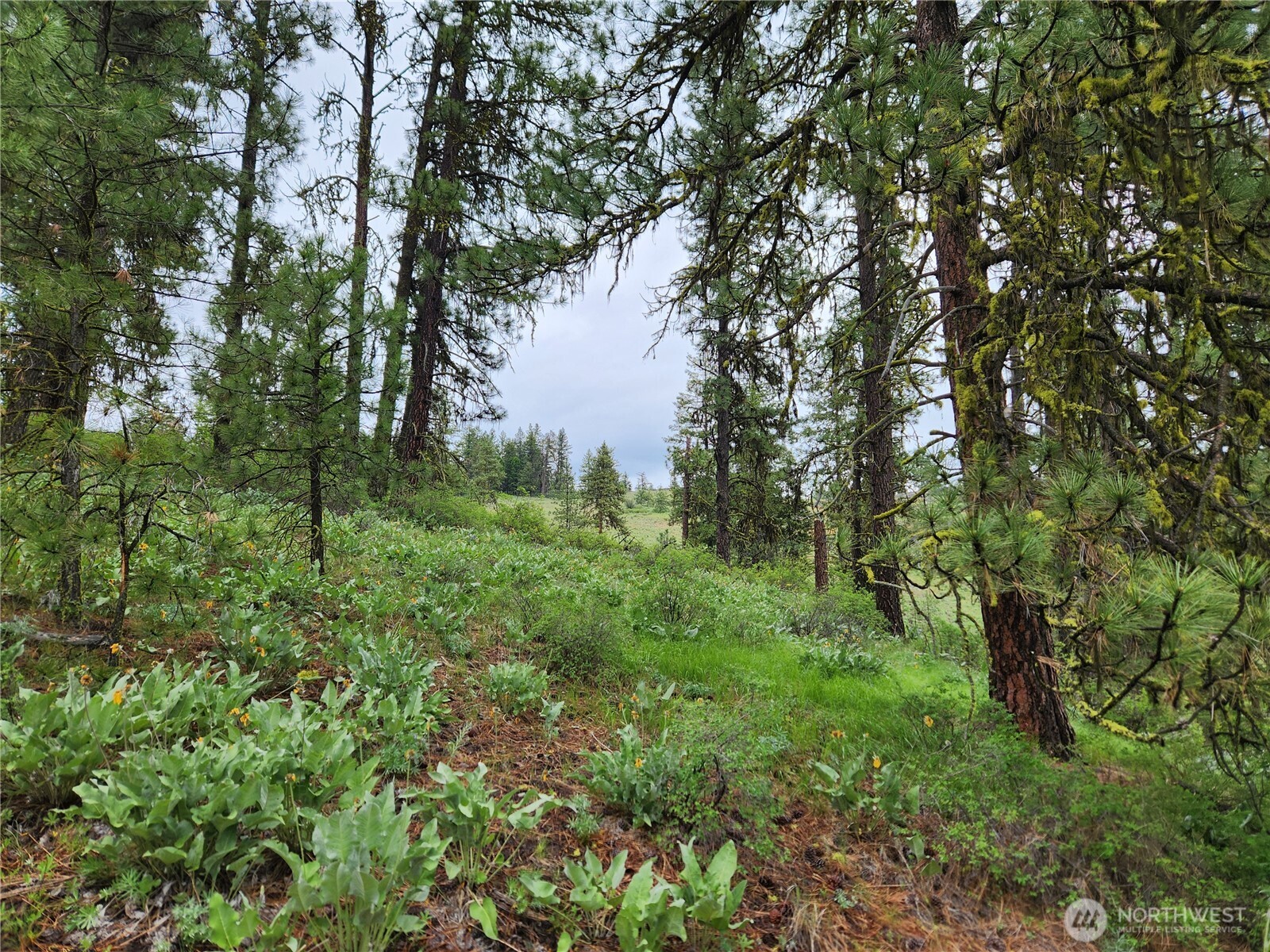 74-75 Gold Mt Road Republic, WA 99166 - Photo 19 of 25 a view of a green field with lots of bushes