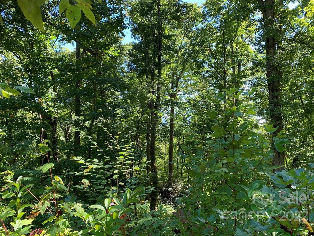 99999 Jerico Ridge Road Fletcher, NC 28732 - Photo 5 of 13 a view of a lush green forest