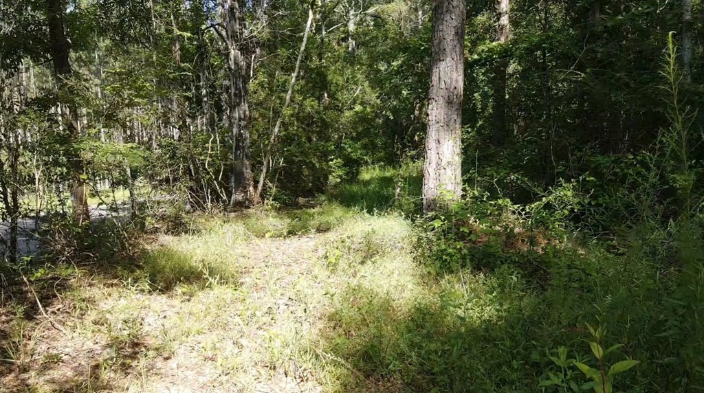 Tbd Northeast Tbd Ne Bahalia Road Wesson, MS 39191 - Photo 6 of 34 Photo 5