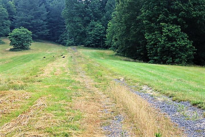 0 Hurricane Creek Road Goode, VA 24556 - Photo 12 of 14 a view of a yard