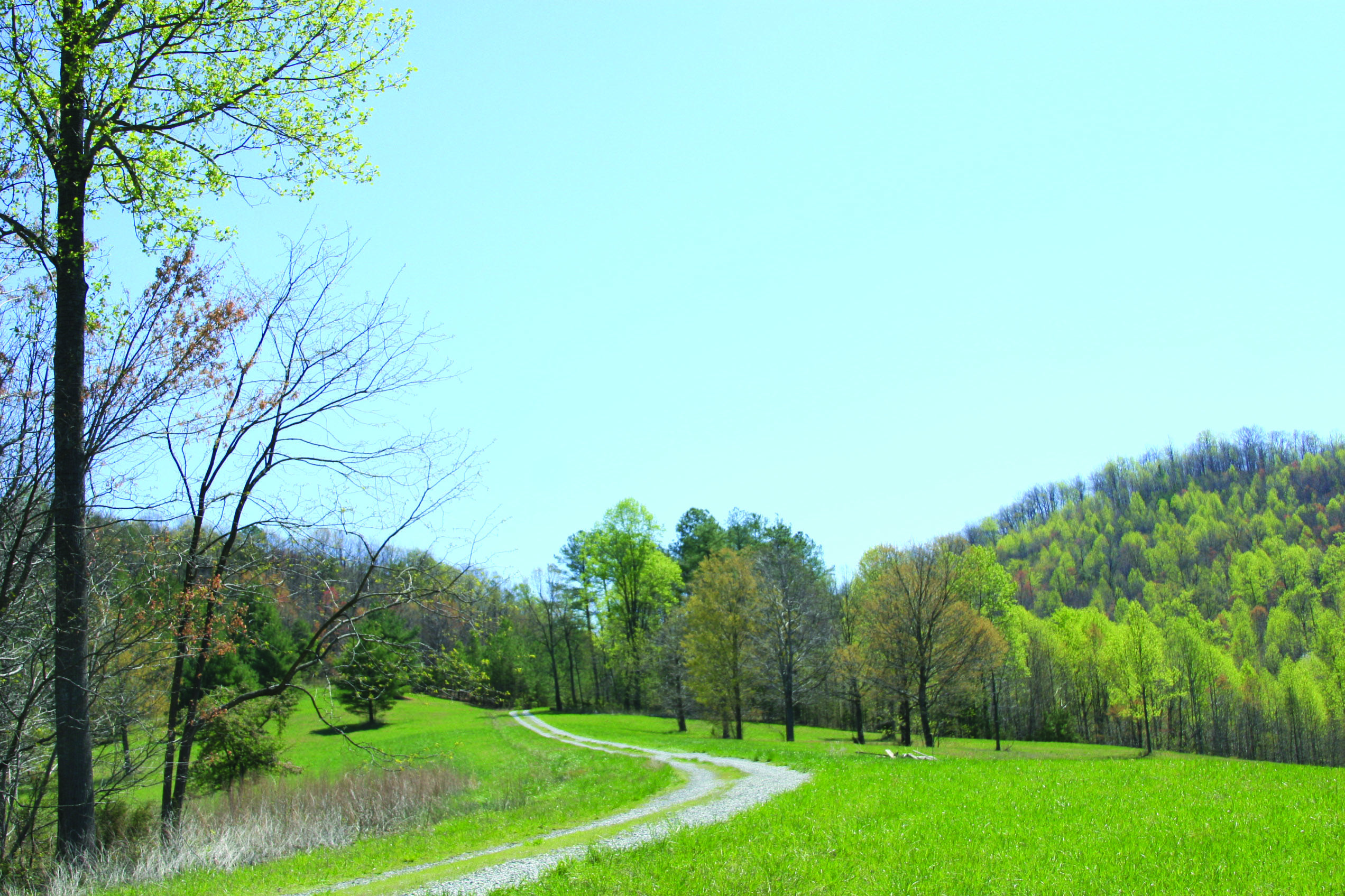 0 Hurricane Creek Road Goode, VA 24556 - Photo 4 of 14 a view of a field of grass and trees