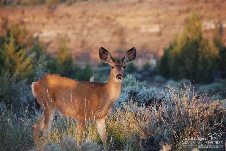10721 Southwest Shad Road Terrebonne, OR 97760 - Photo 19 of 25 And then there's the parade of deer life