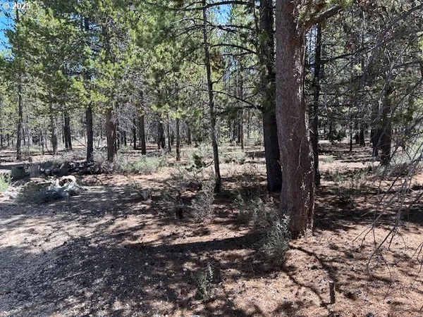 a view of a forest filled with trees