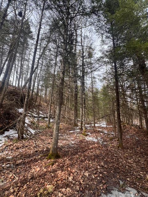 Lot 2 Back Ridge Road Houlton, ME 04730 - Photo 24 of 31 IMG_4509