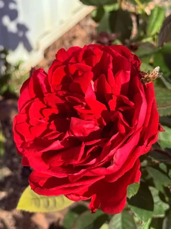 $75,000 | 26262 County Road 21A, Unit 64, Esparto, CA 95627