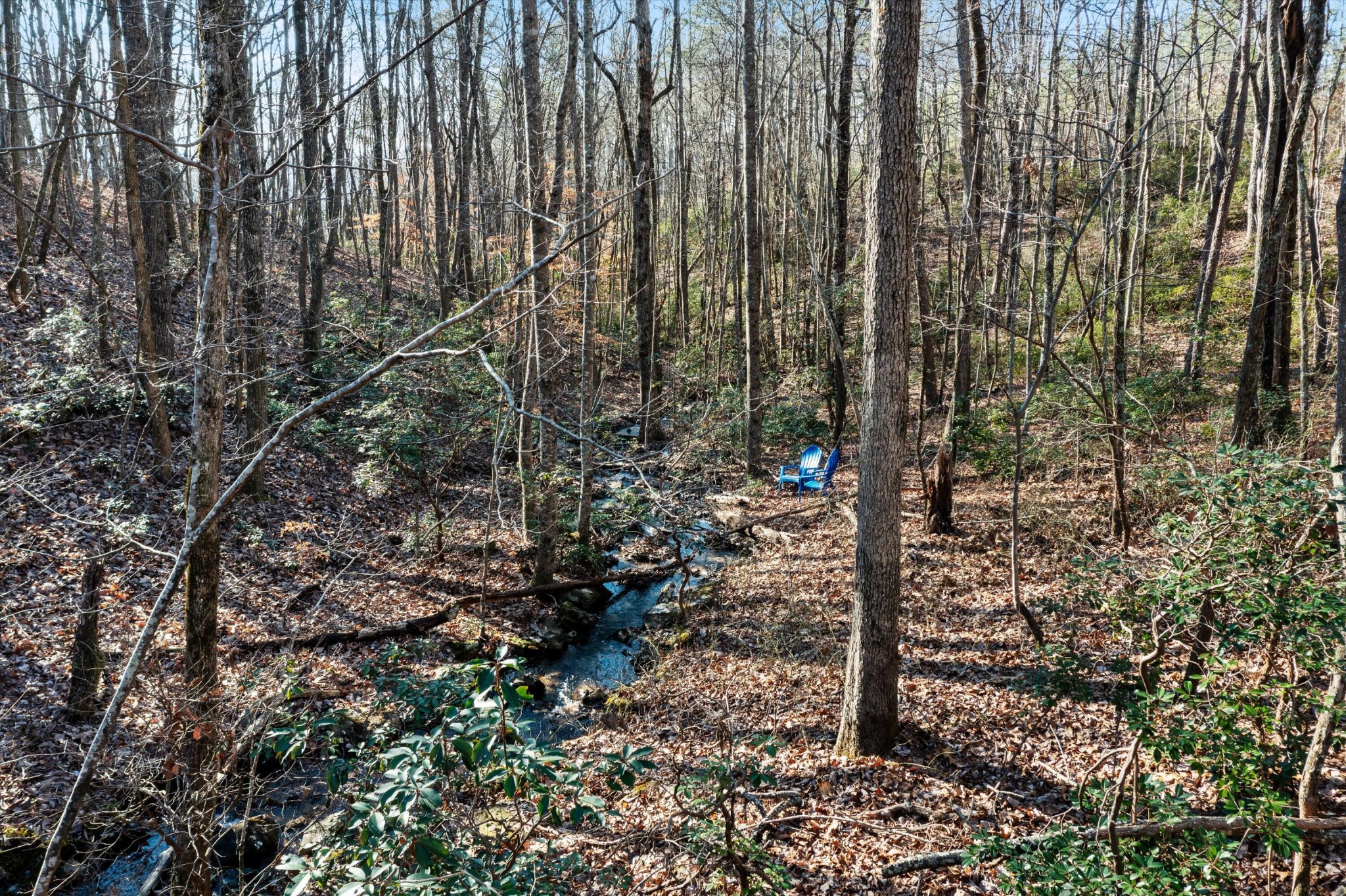 0 Cherokee Path Jasper, TN 37347 - Photo 4 of 21 a view of a forest with a tree