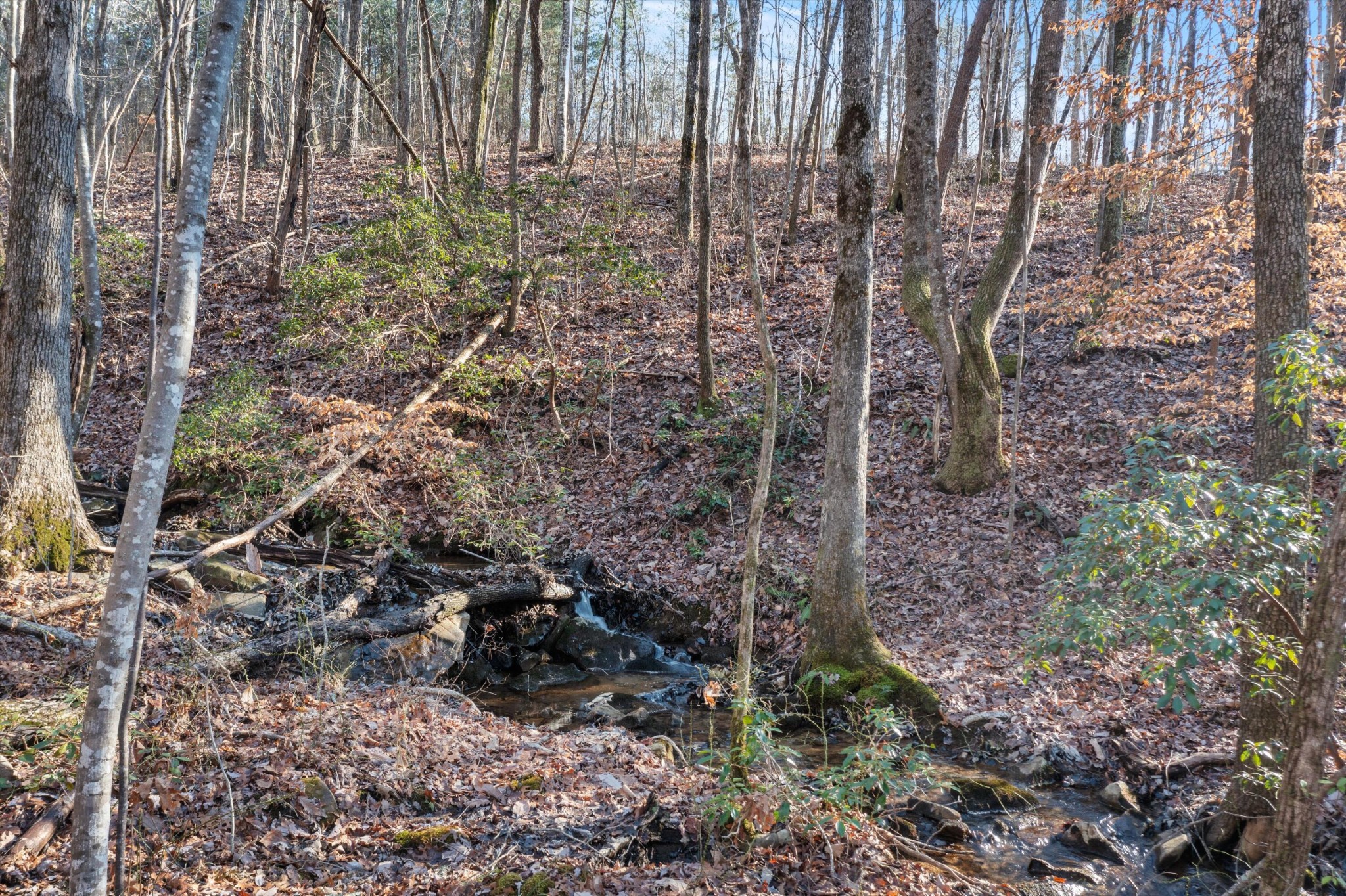 0 Cherokee Path Jasper, TN 37347 - Photo 5 of 21 a view of a yard with lots of bushes