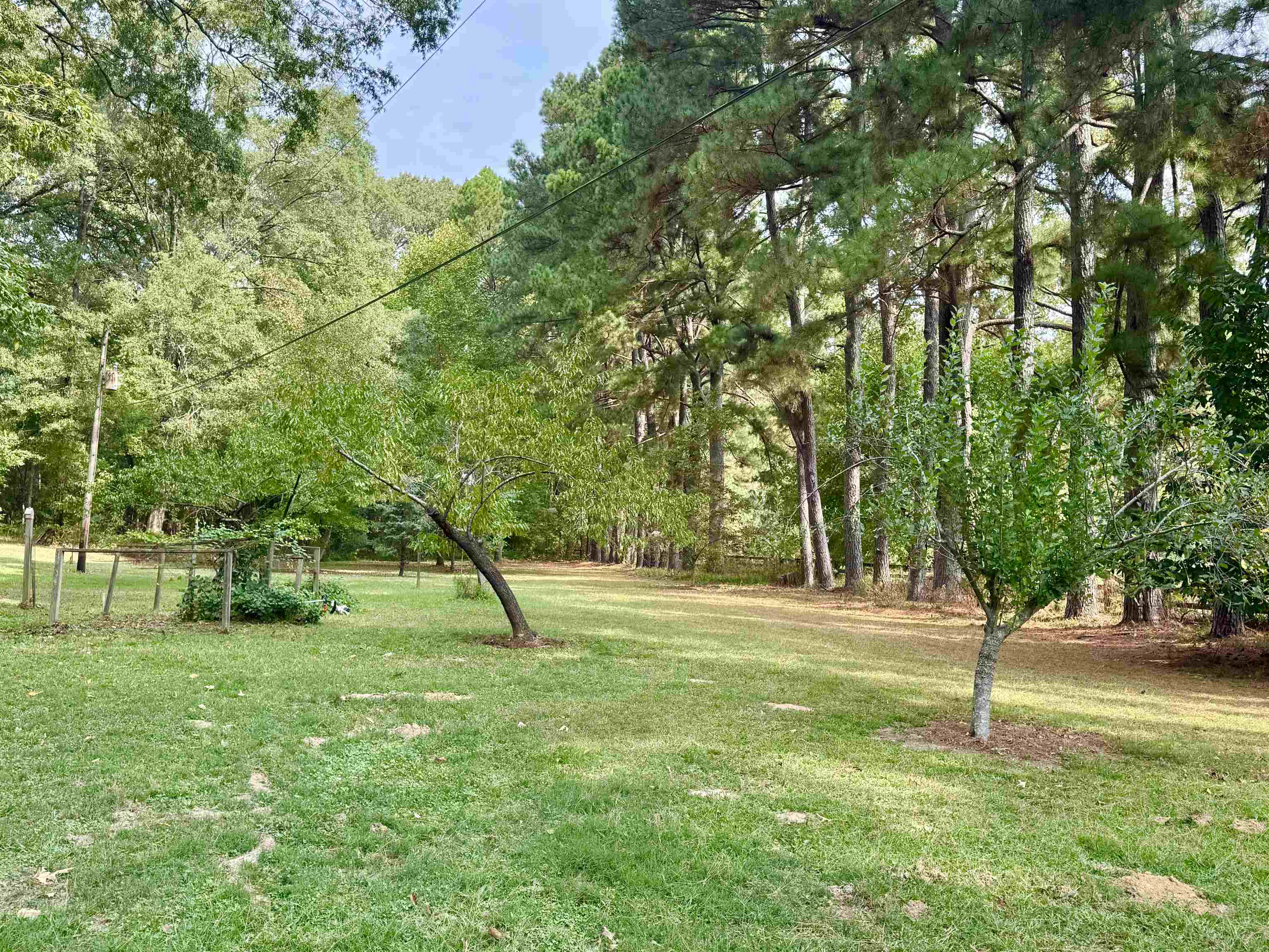 240 Big Bell Loop Eads, TN 38028 - Photo 3 of 4 a green field with lots of trees
