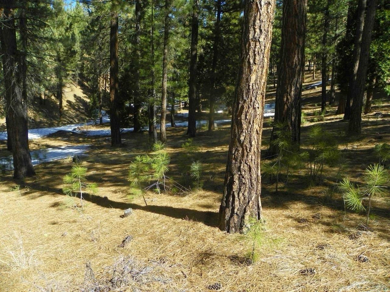 462 Grizzly Ranch Road Portola, CA 96122 - Photo 4 of 8 a view of a yard with trees