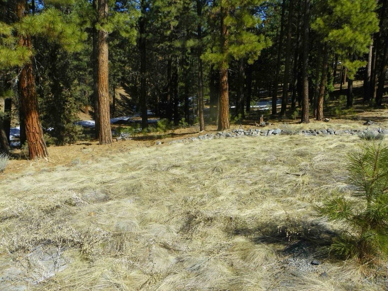 462 Grizzly Ranch Road Portola, CA 96122 - Photo 6 of 8 a view of outdoor space with trees