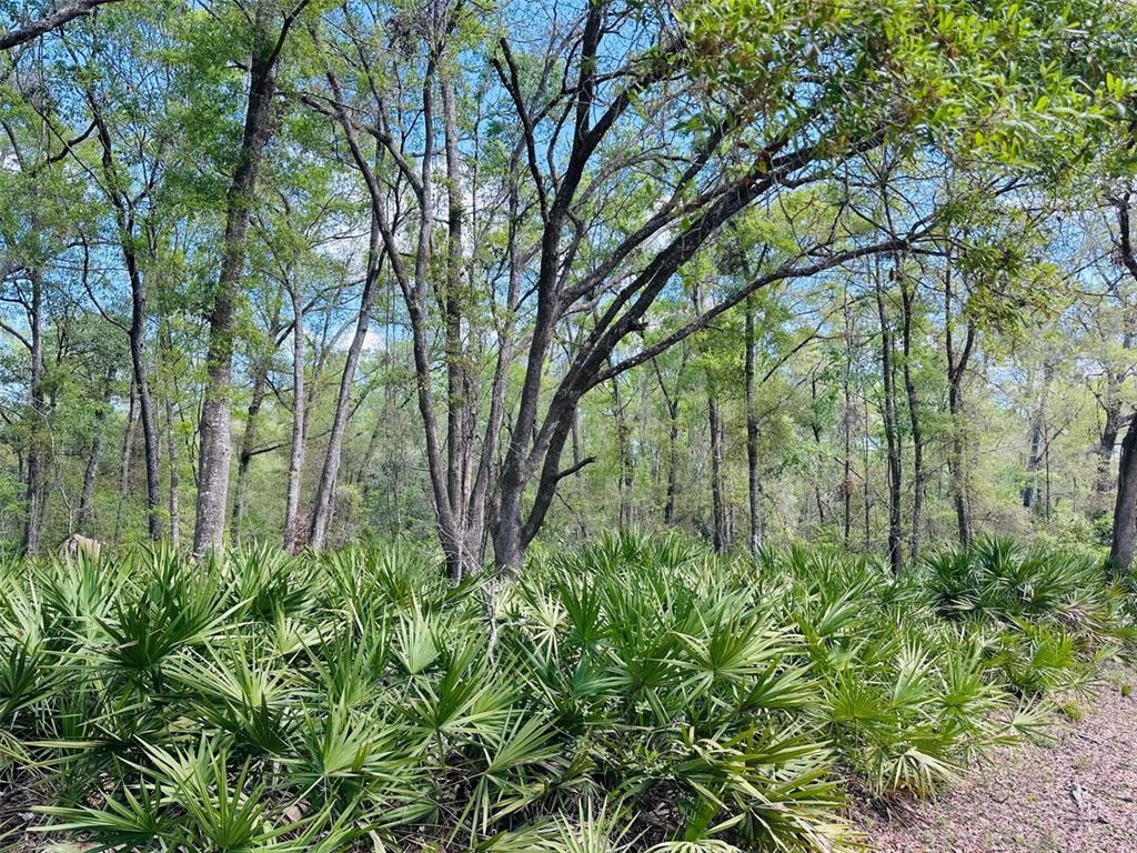 0 Northwest 30th Street Chiefland, FL 32626 - Photo 1 of 11 a backyard of a house with lots of green space