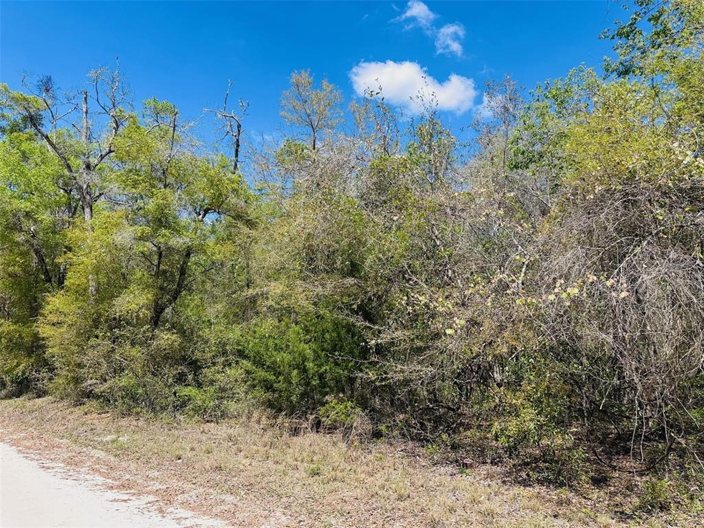 0 Northwest 30th Street Chiefland, FL 32626 - Photo 3 of 11 a view of a bunch of trees