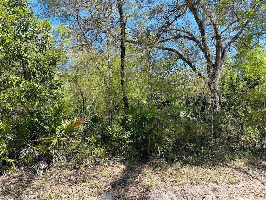 0 Northwest 30th Street Chiefland, FL 32626 - Photo 5 of 11 a view of a yard