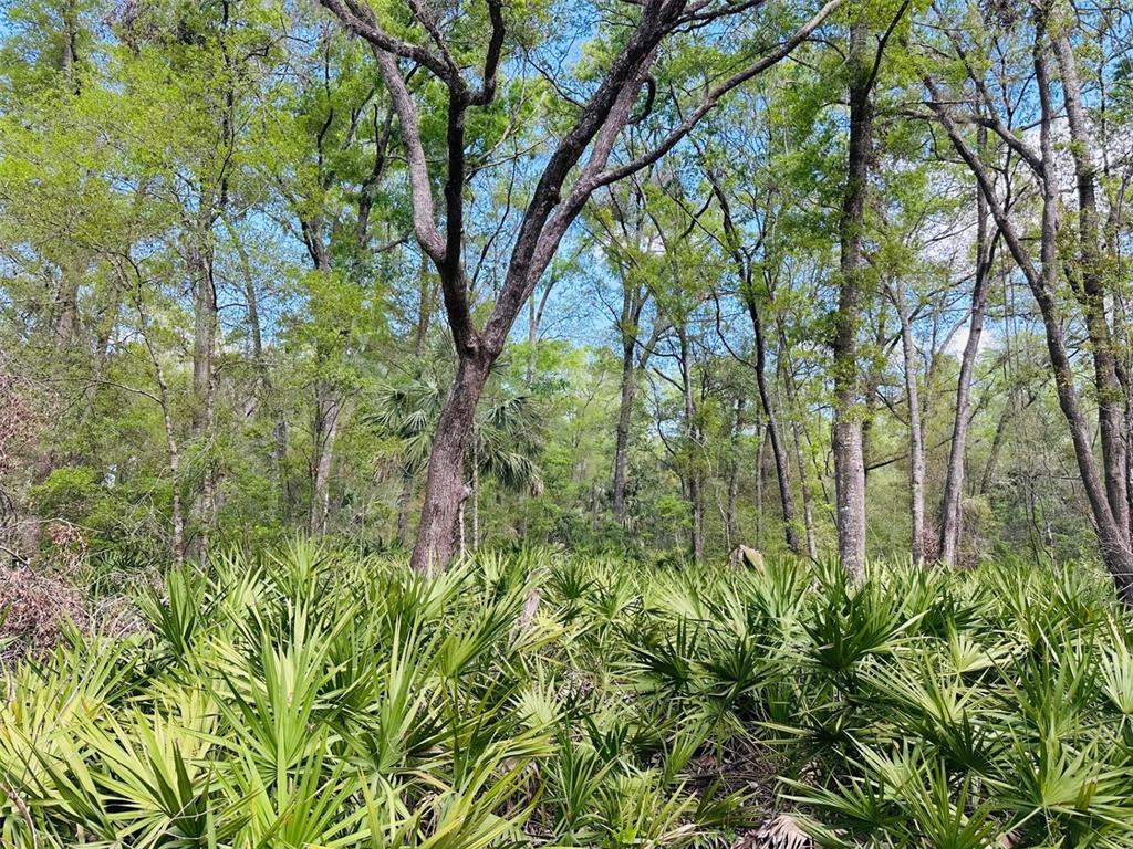 0 Northwest 30th Street Chiefland, FL 32626 - Photo 6 of 11 a backyard of a house with lots of green space