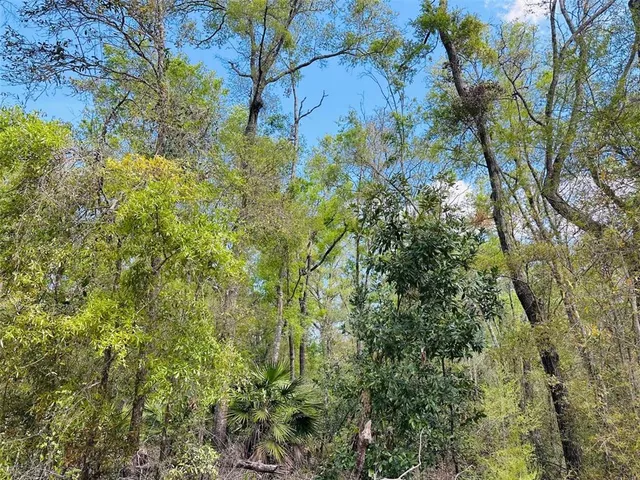 a view of a tree in a yard