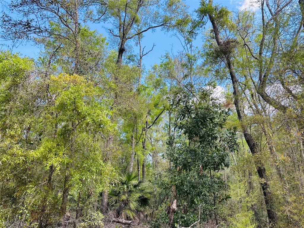 0 Northwest 30th Street Chiefland, FL 32626 - Photo 7 of 11