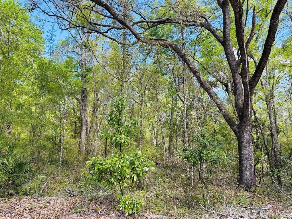 0 Northwest 30th Street Chiefland, FL 32626 - Photo 8 of 11 a view of a tree in a yard