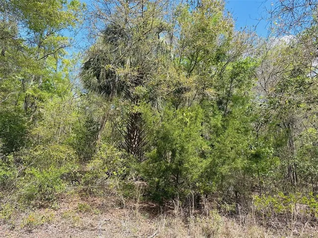 a view of a yard with trees