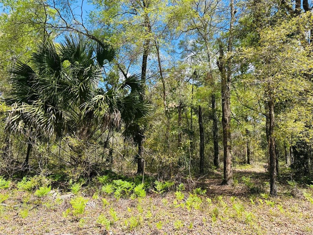 0 Northwest 30th Street Chiefland, FL 32626 - Photo 10 of 11 a view of a yard with trees
