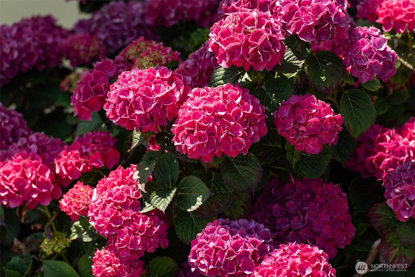 170 Donaper Road Sequim, WA 98382 - Photo 38 of 40 a view of a flower