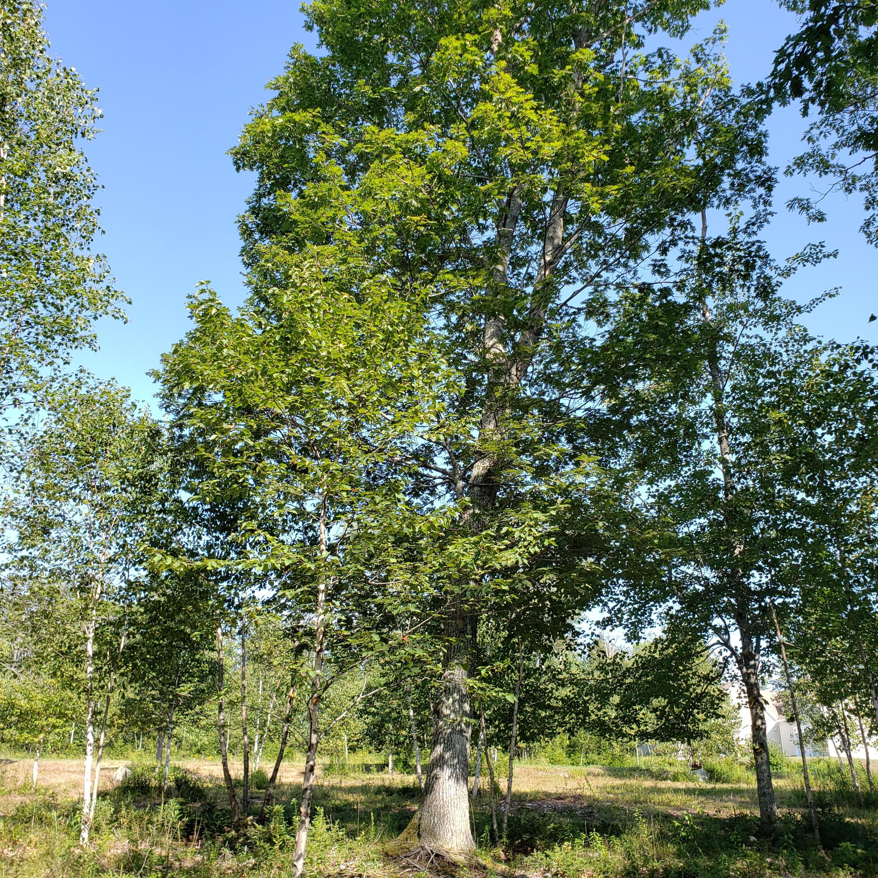53 Cushing Farm Road New Harbor, ME 04554 - Photo 11 of 17 20190826_152442