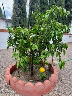 a view of a tree in a yard