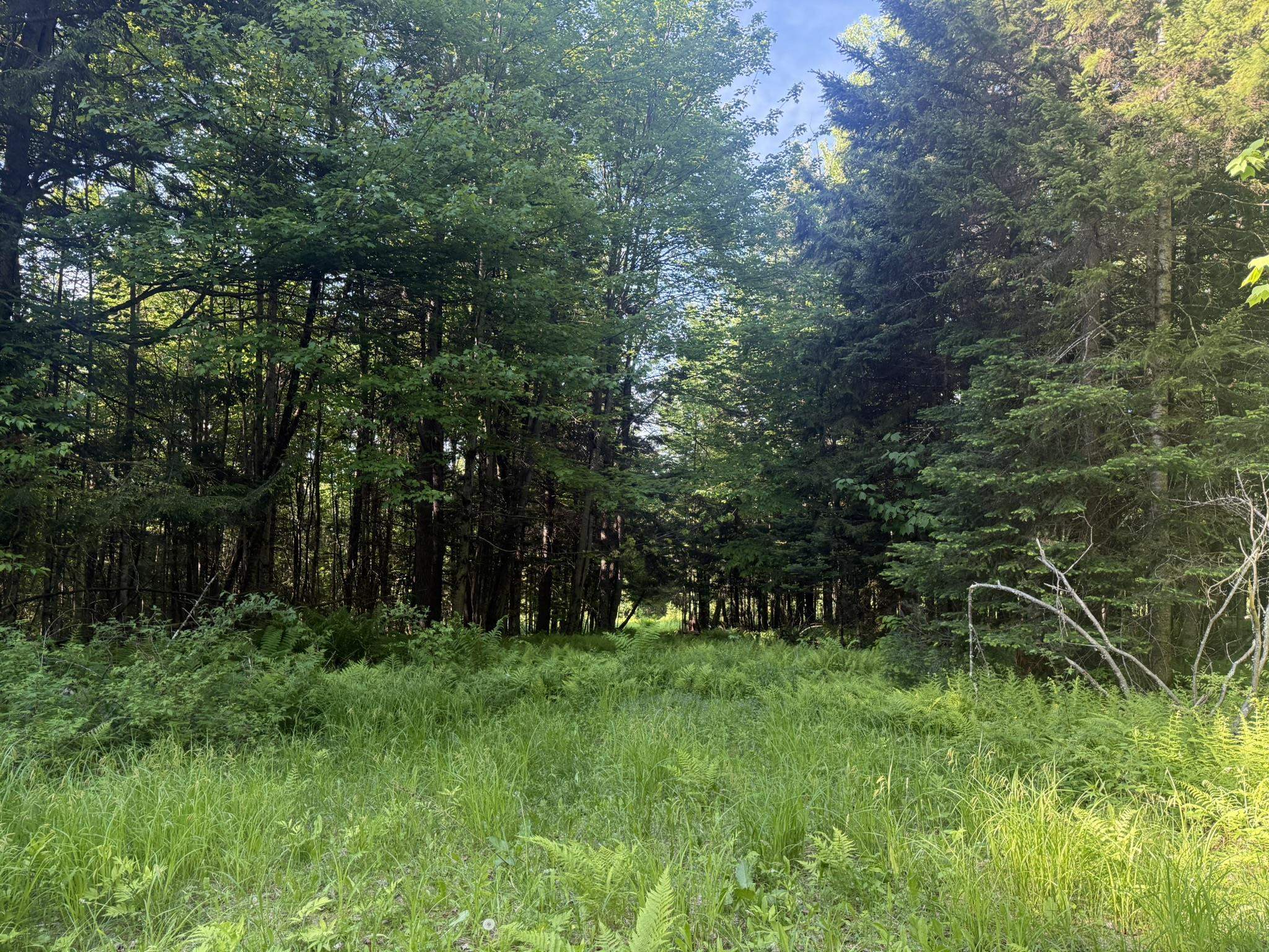 0 Roaring Brook Road Barton, VT 05822 - Photo 14 of 18