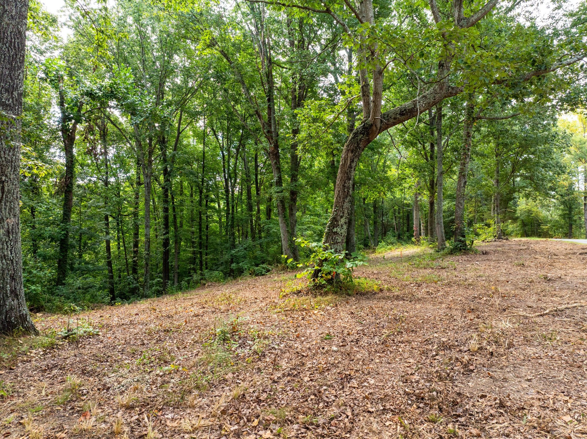 0 Apache Trail Pegram, TN 37143 - Photo 5 of 10 a view of backyard with green space
