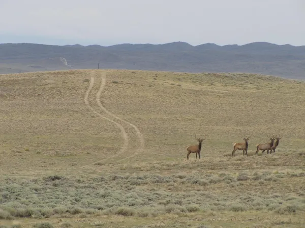 $80,000 | Shamrock Road, Rawlins, WY 82301