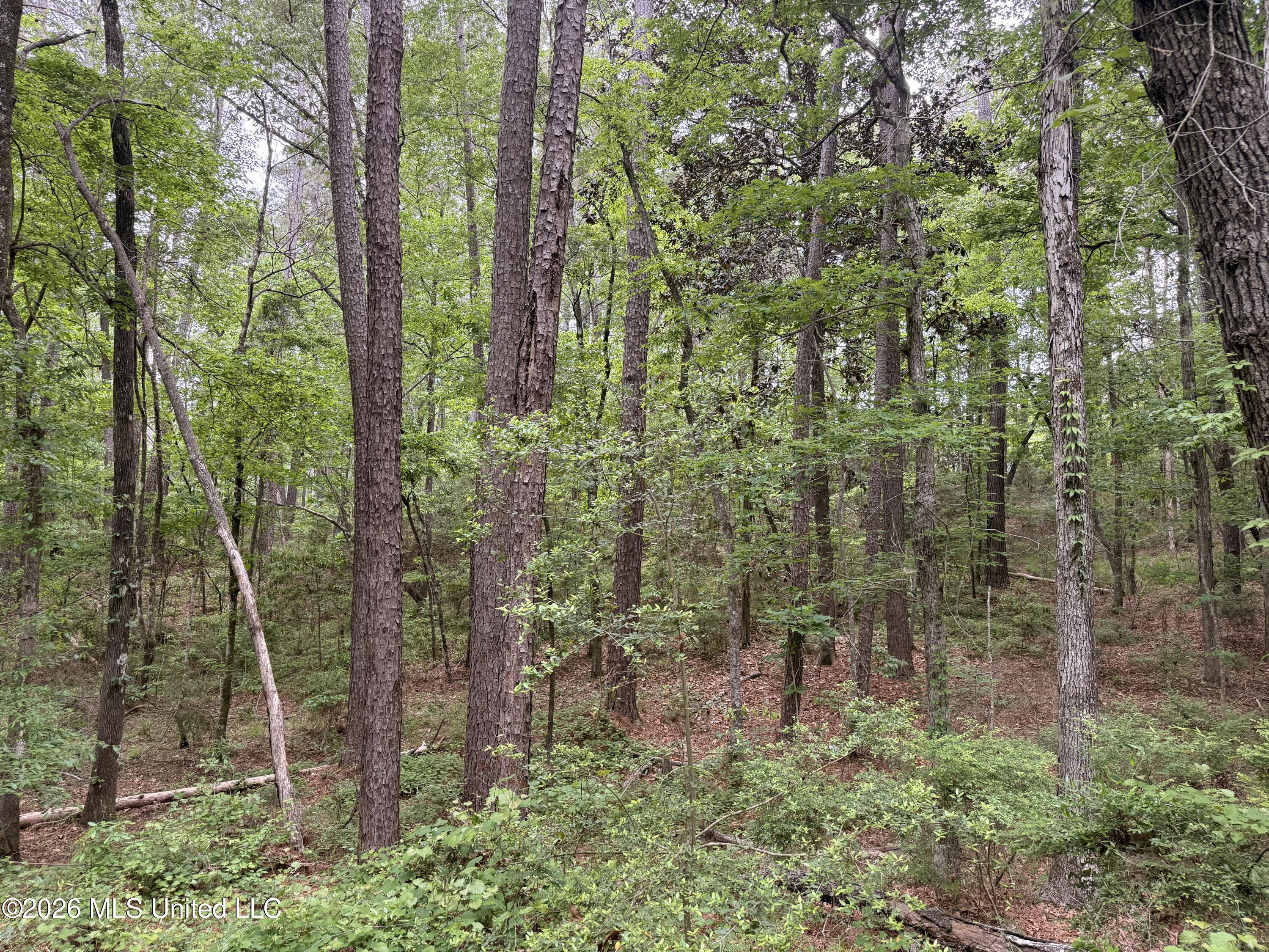 93 Timber Ridge Lane Southeast Meadville, MS 39653 - Photo 42 of 46 IMG_9336