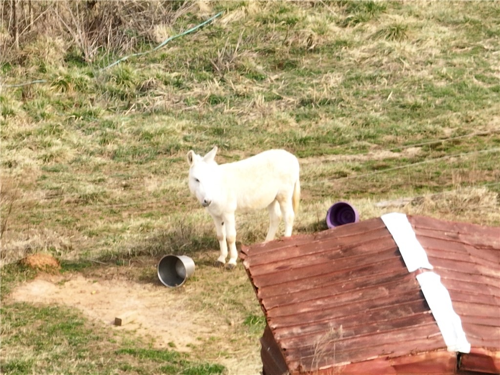 4525 Babb Road Greer, SC 29651 - Photo 21 of 30 This expansive lot features a charming outbuilding, perfect for animal lovers.