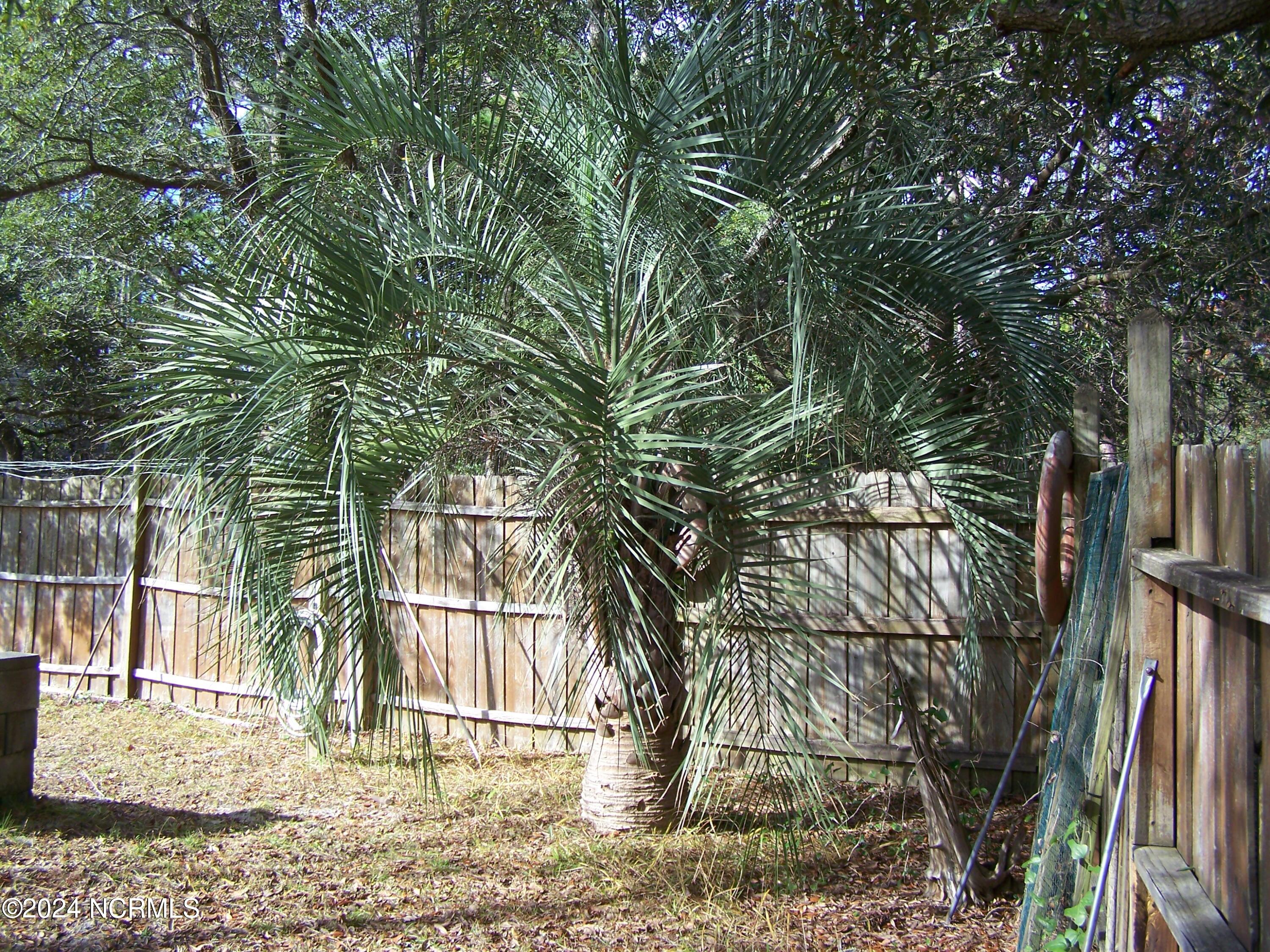 36 North Lake Drive Boiling Spring Lakes, NC 28461 - Photo 42 of 55 Back yard palm tree